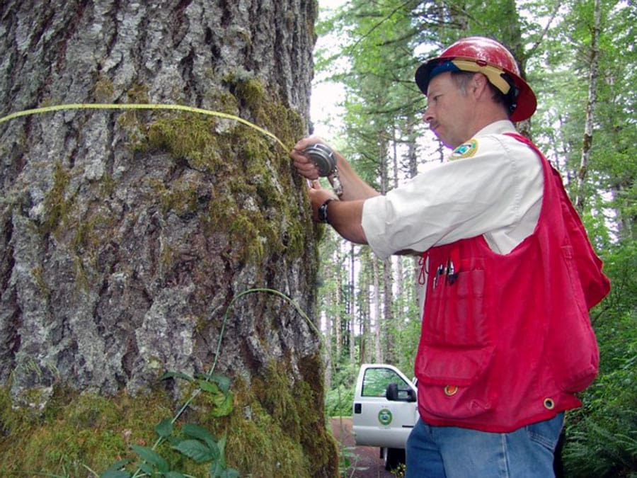 Uplift-Tree-900x675 State employee in the field.